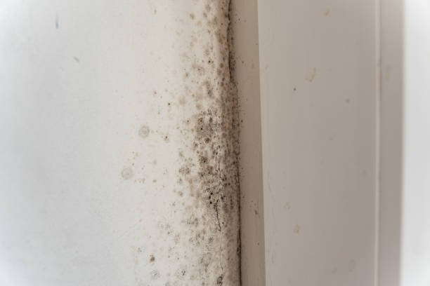 Best Commercial Mold Inspection  in Fort Totten, ND